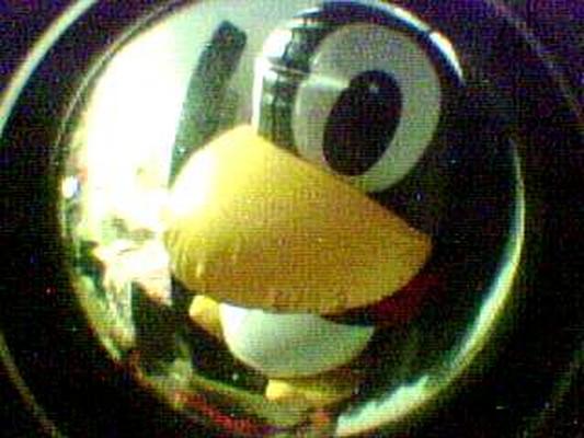 Image: /gfx/2002/Snapcam/06/20020613-2151-22578-2.Penguin.jpg 