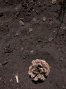 Volgende Image: /gfx/2007/2007Week31/dscn7687.Etna.jpg