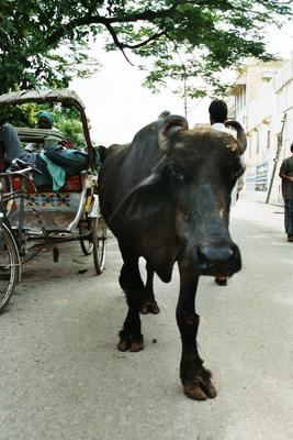 Image: /gfx/2003/2003Week28/India04.13_imm011.Varanasi.jpg 