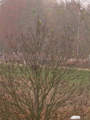 Image: /gfx/2003/2003Week46/dscn7206.Watergraafsmeer.jpg 