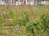 /gfx/2008/2008Week35/dscn7388.Westplein.jpg