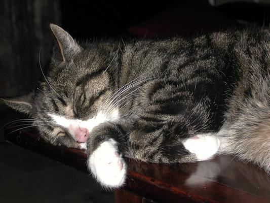 Image: /gfx/Isty/Ineke-2003/dscn2221.jpg 